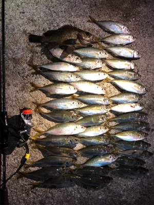 久しぶりのデカメバル！