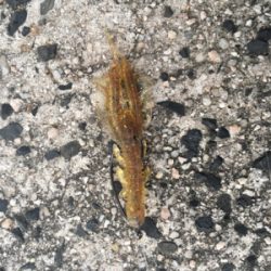 ロックフィッシュゲーム