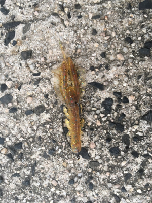 ロックフィッシュゲーム