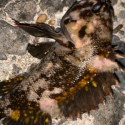 お魚さんどこいった！？