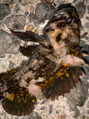 お魚さんどこいった！？