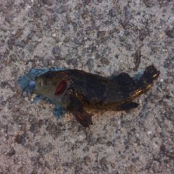 ガシラ自己新記録