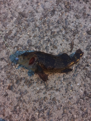 ガシラ自己新記録