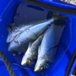 シーバスからのツバス