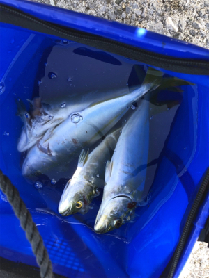 シーバスからのツバス