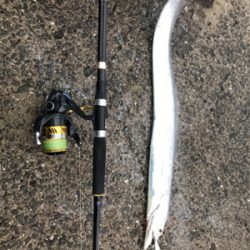 太刀魚サイズアップ!