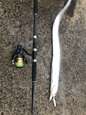 太刀魚サイズアップ!