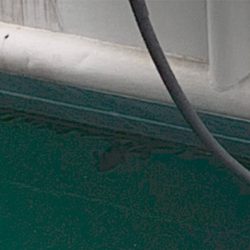 癒しツバスと難しいデイシーバス