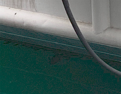 癒しツバスと難しいデイシーバス