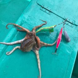 女釣り後のタコ釣り