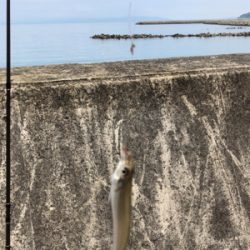 キスのチョイ投げ