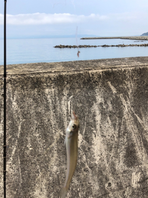 キスのチョイ投げ
