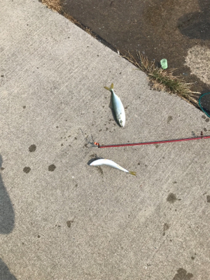 赤石東埠頭で、アジ200匹とツバス3匹