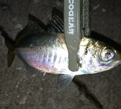 ナイトアジング