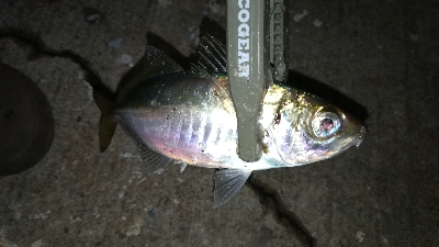 ナイトアジング