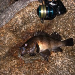 梅雨?メバリング