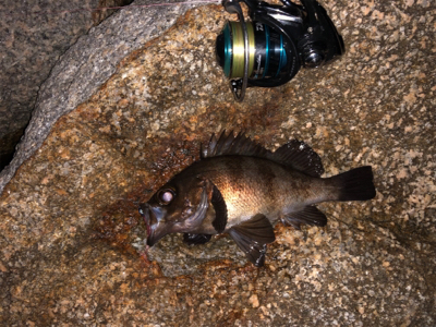 梅雨?メバリング