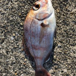 沖堤にて四目達成…小ぶりですが^_^