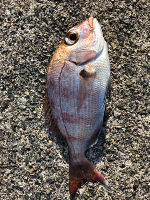 沖堤にて四目達成…小ぶりですが^_^