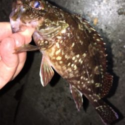 ワームでガシラ