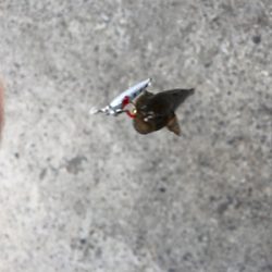 何時でも釣れる ライトゲーム