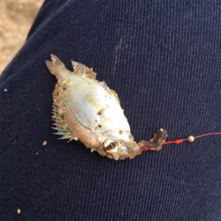 片男波でキス釣り