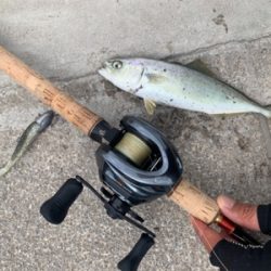 ツバスおっきくなってきた♫