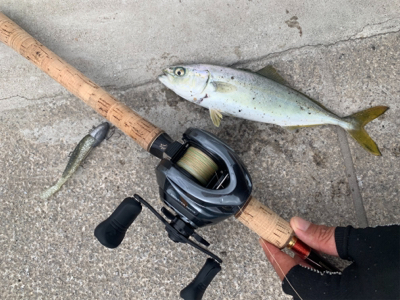 ツバスおっきくなってきた♫