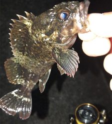 まだまだメバルは釣れる!