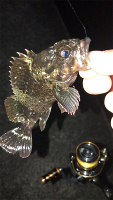 まだまだメバルは釣れる!