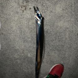 活性高い タチウオ釣り