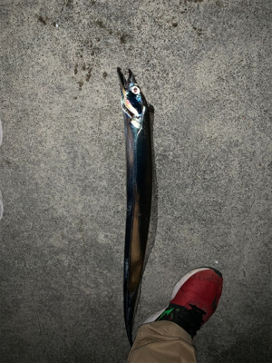 活性高い タチウオ釣り