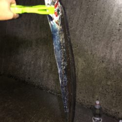 青岸タチウオ五本