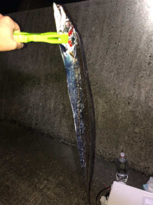 青岸タチウオ五本