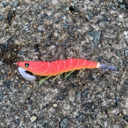 大きいアオリイカ!