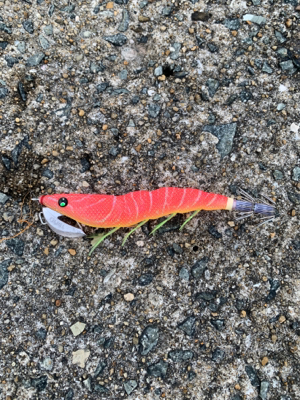 大きいアオリイカ!