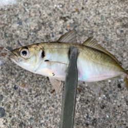 ショアジギ→アジング