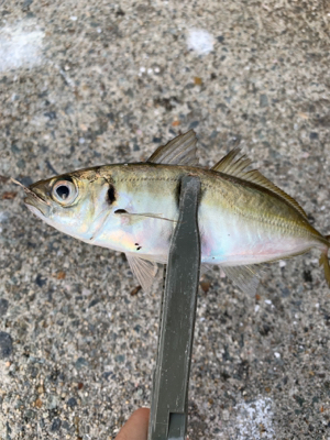 ショアジギ→アジング