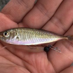 良型アジは釣れず!