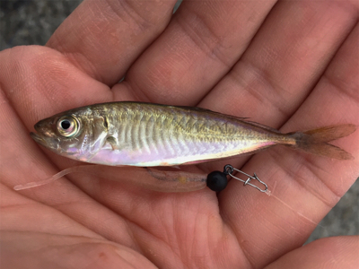 良型アジは釣れず!