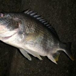 仕事終わりチニング