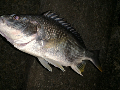 仕事終わりチニング