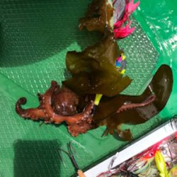 明石恵比寿丸  タコ釣り