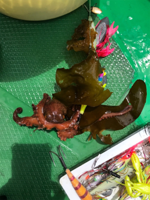 明石恵比寿丸  タコ釣り