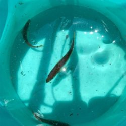 ノマセ釣りでツバス釣りました