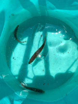 ノマセ釣りでツバス釣りました