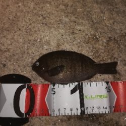 アタリは少なめ