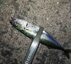 ナイトアジング