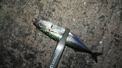 ナイトアジング