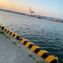 今年は早いタチウオ‼︎